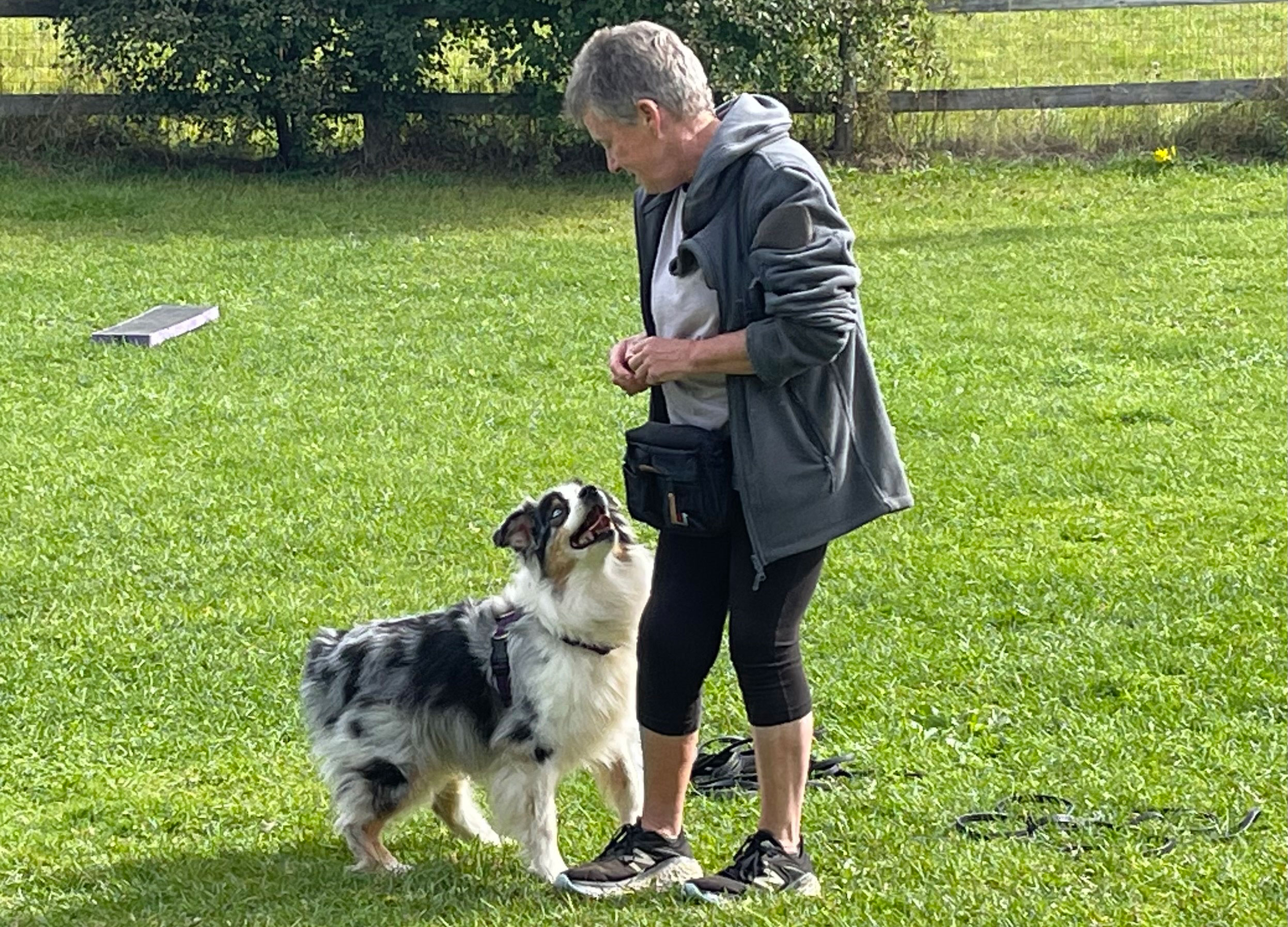 Dog engagement