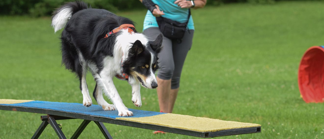 A dog running a full agility course outdoors