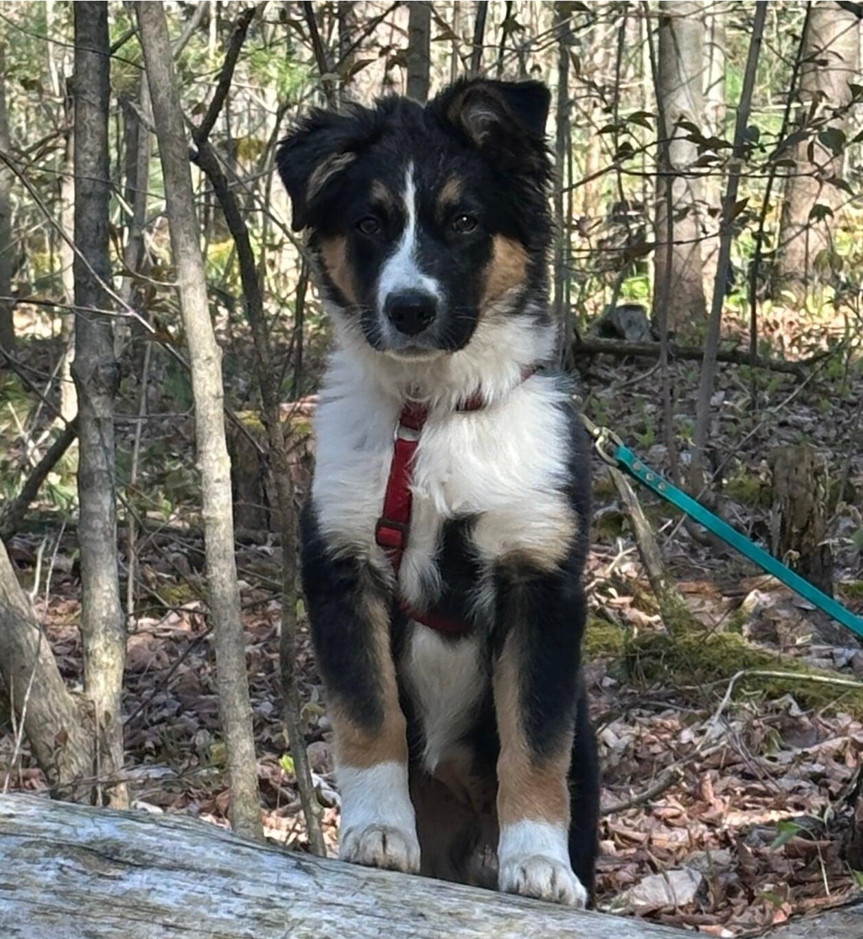 A merle herding dog on a leash with its handler