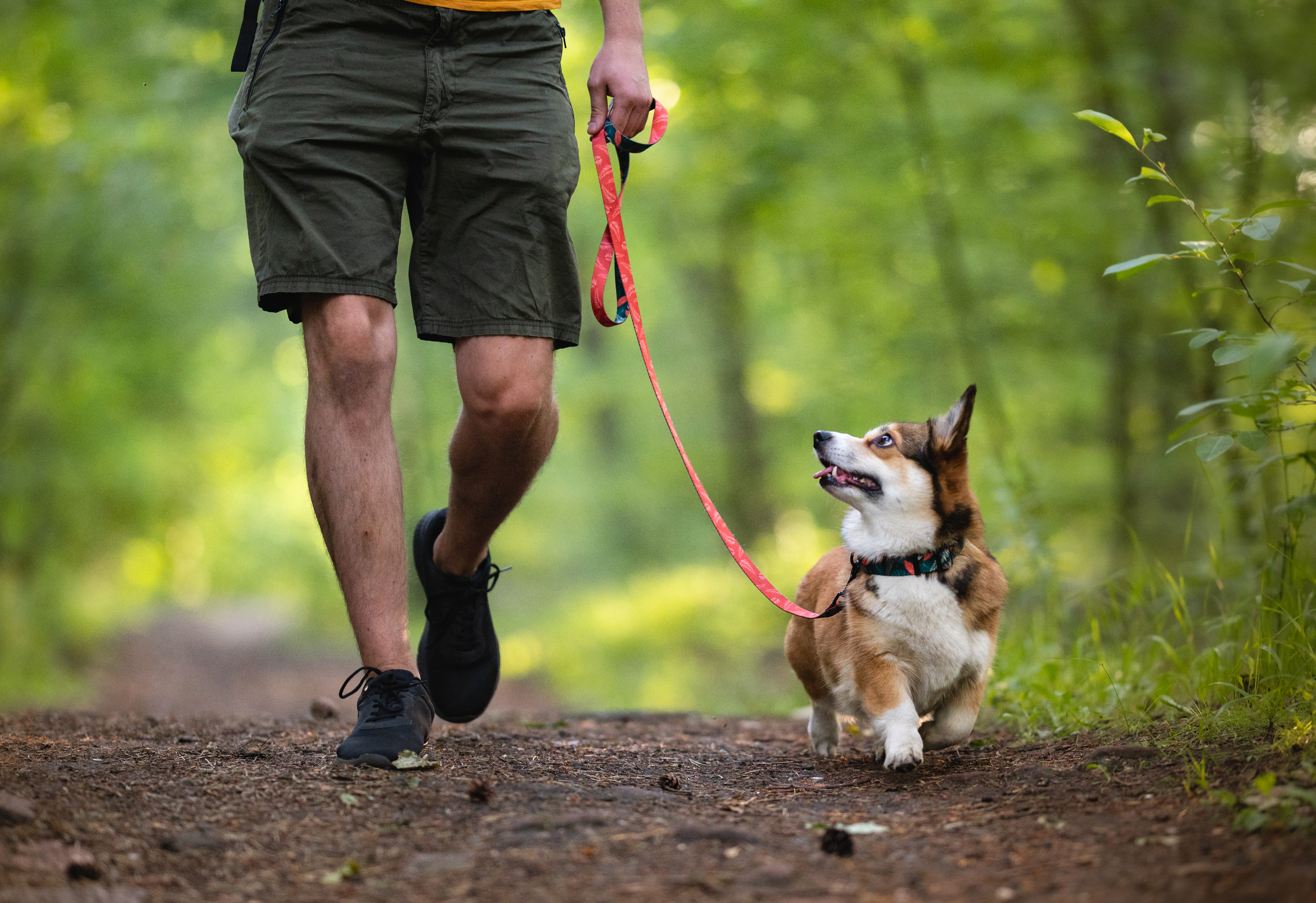 A dog walking calmly on leash beside its owner on a wooded trail