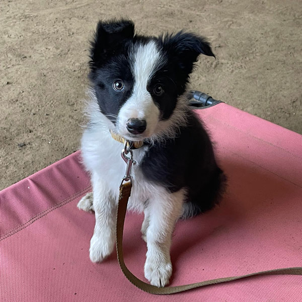 A puppy class in session at Drop the Leash