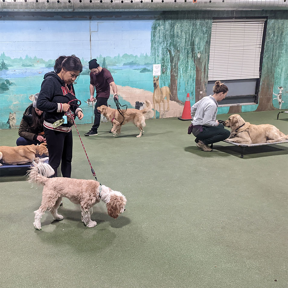 A trainer playing a training game with a dog